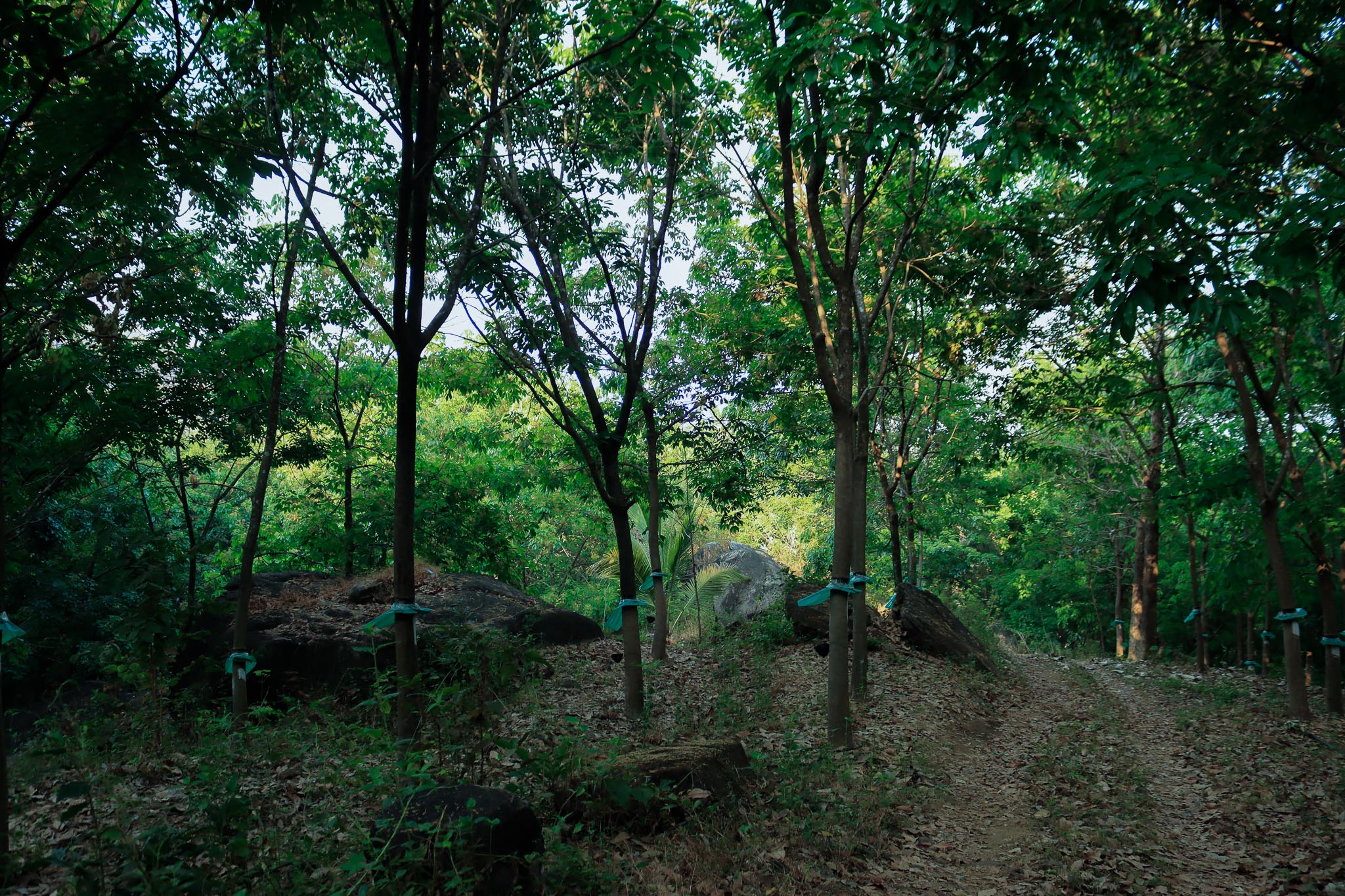 Kurians Rubber Plantation