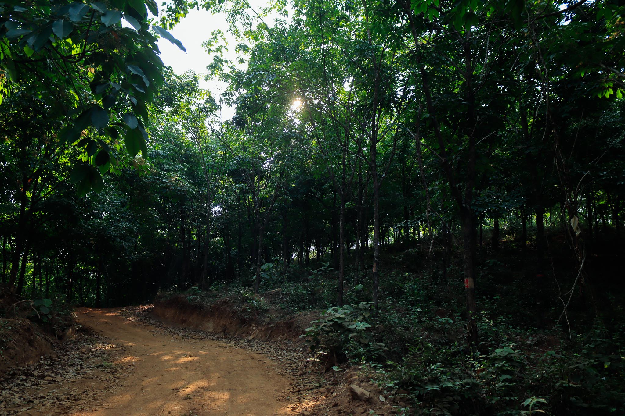 Kurians Rubber Plantation