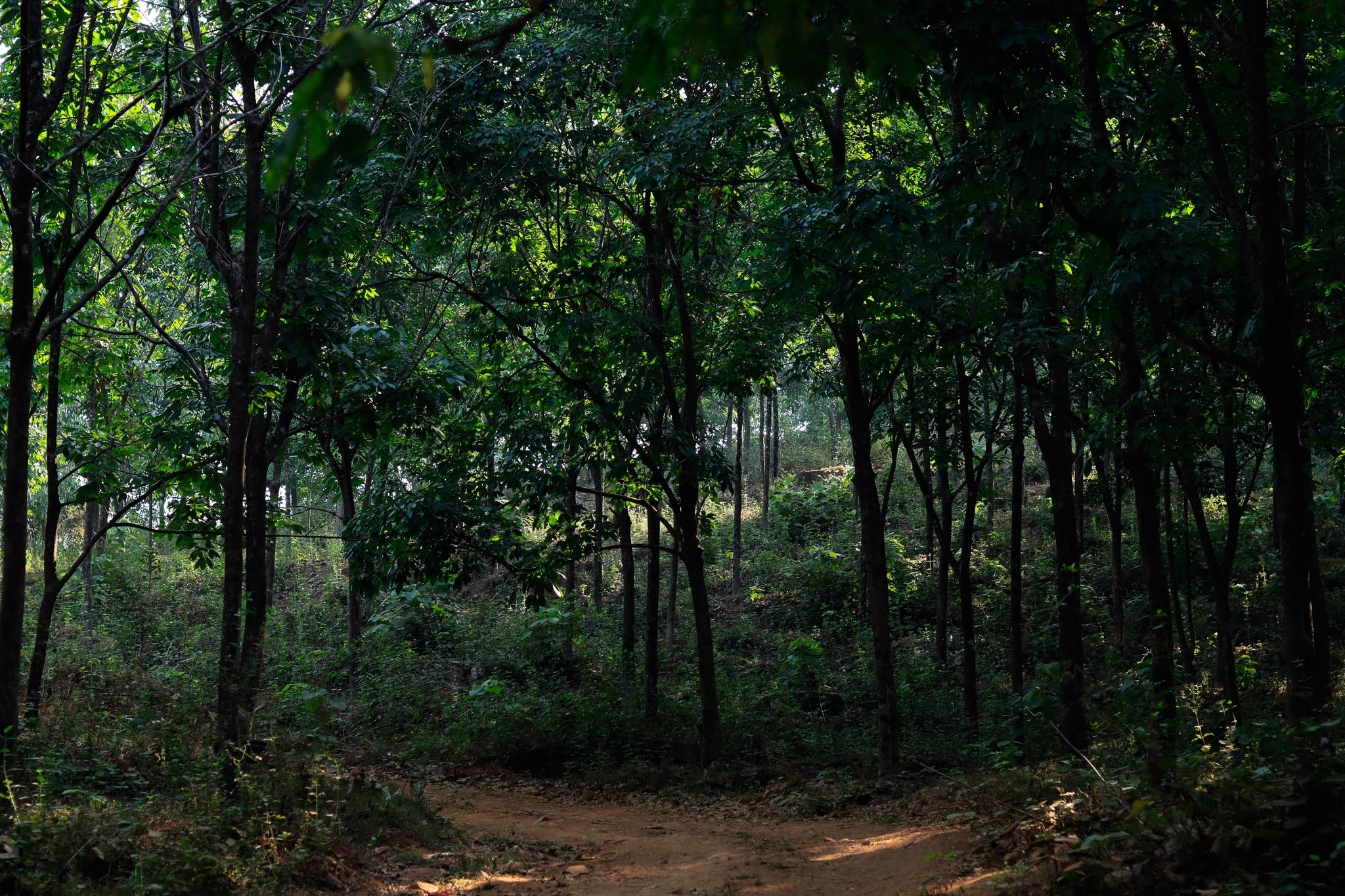 Kurians Rubber Plantation