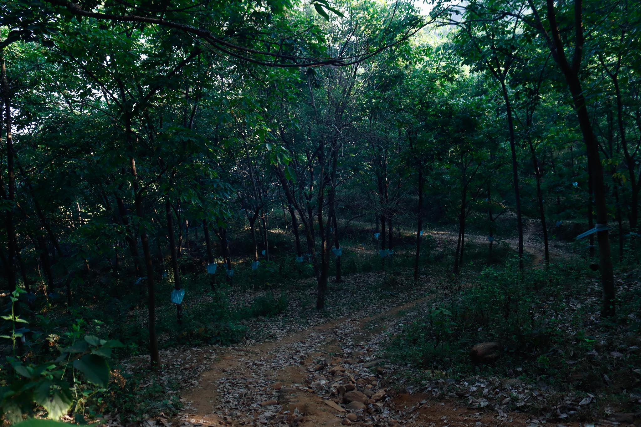 Kurians Rubber Plantation