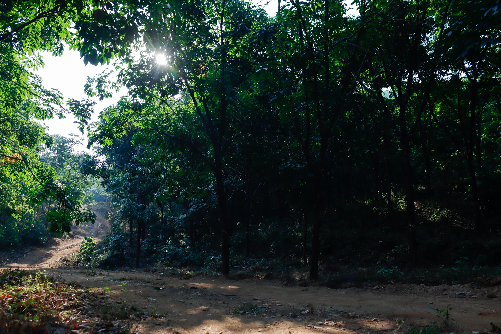 Kurians Rubber Plantation