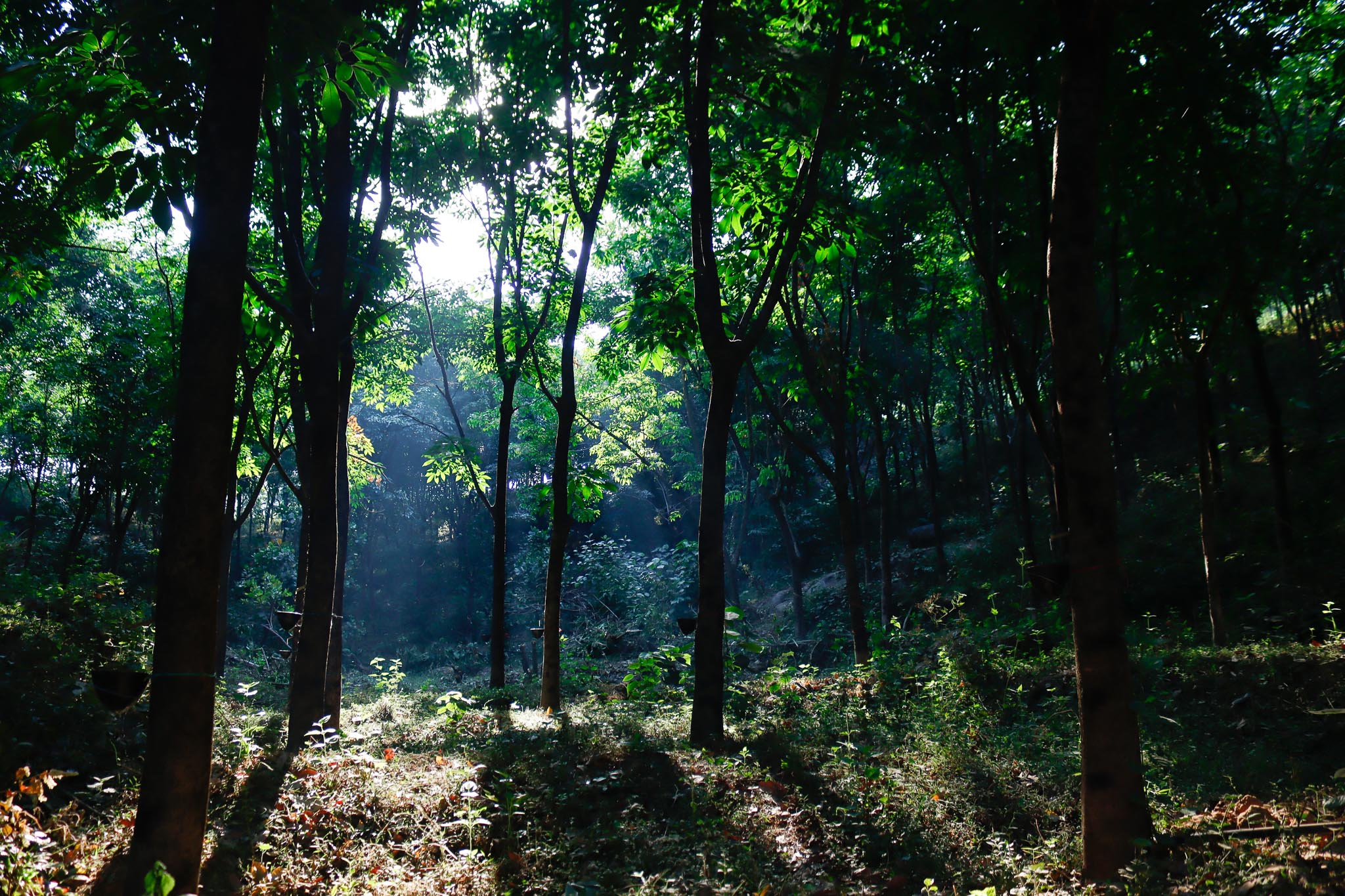 Kurians Rubber Plantation